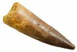 Fossil Spinosaurus Tooth - Real Dinosaur Tooth #364224-1